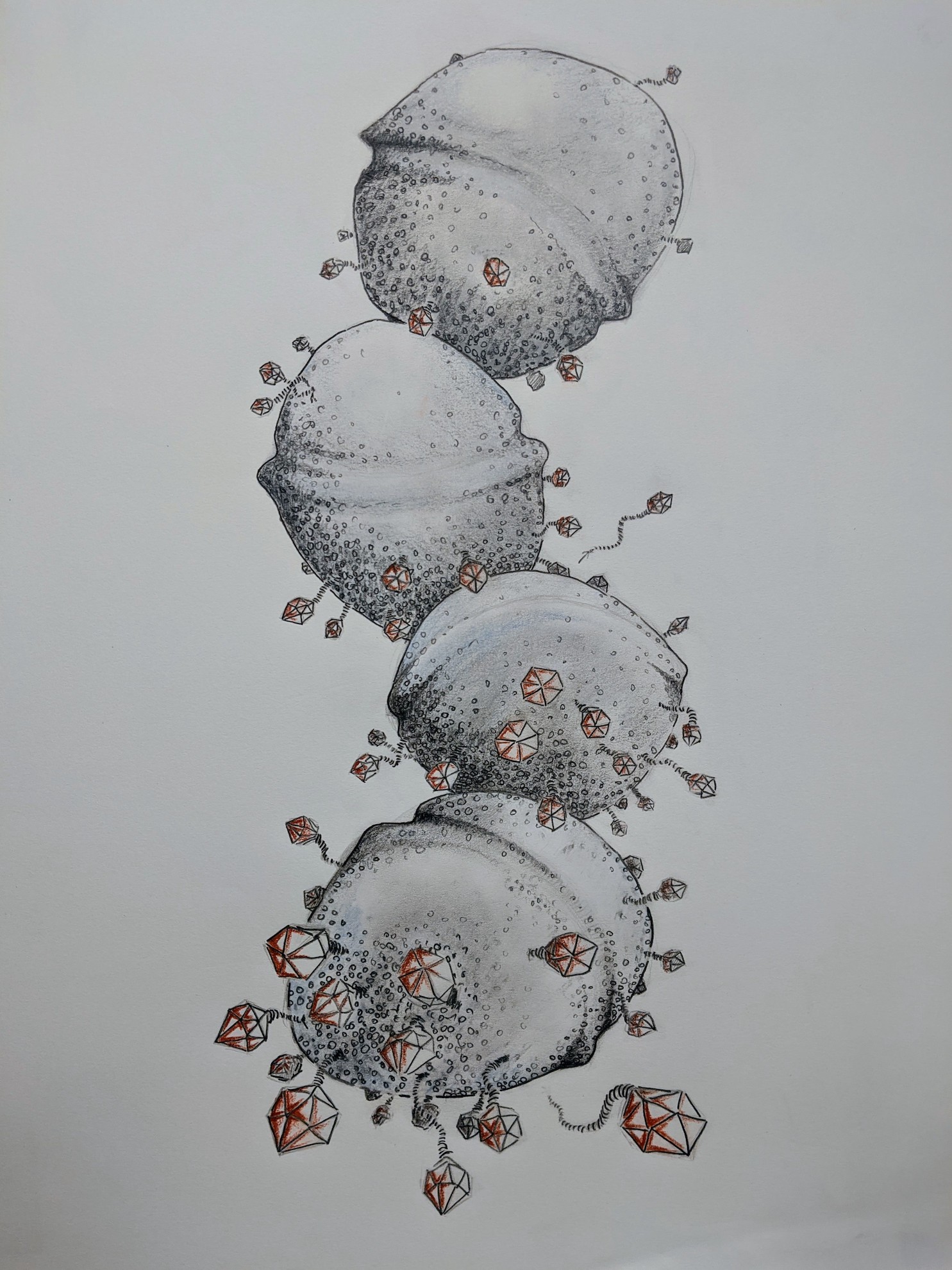 Streptococcus pyogenes under siege from siphoviridae copy.jpg