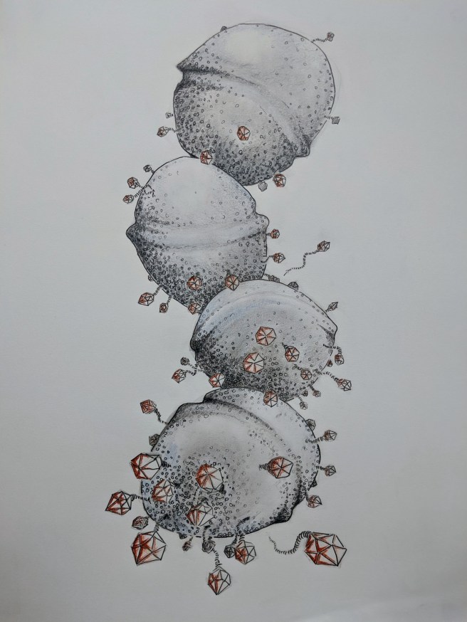 Streptococcus pyogenes under siege from siphoviridae copy.jpg