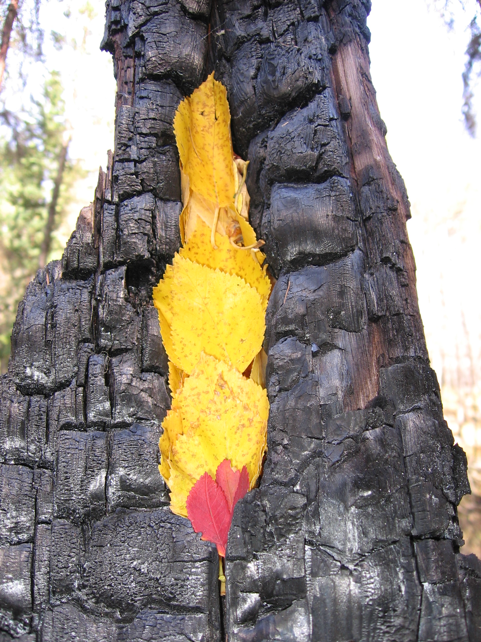 16061895953082773844757273441361