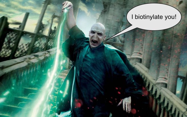 6.Voldemort copy.jpg